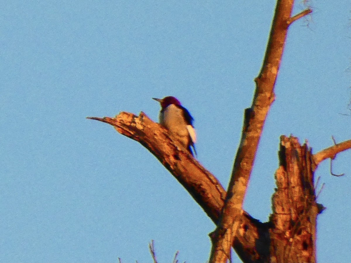 rødhodespett - ML615290128