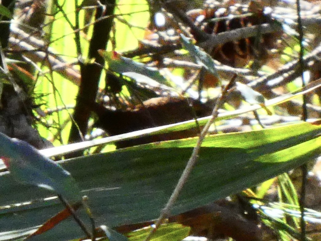 Winter Wren - ML615290153