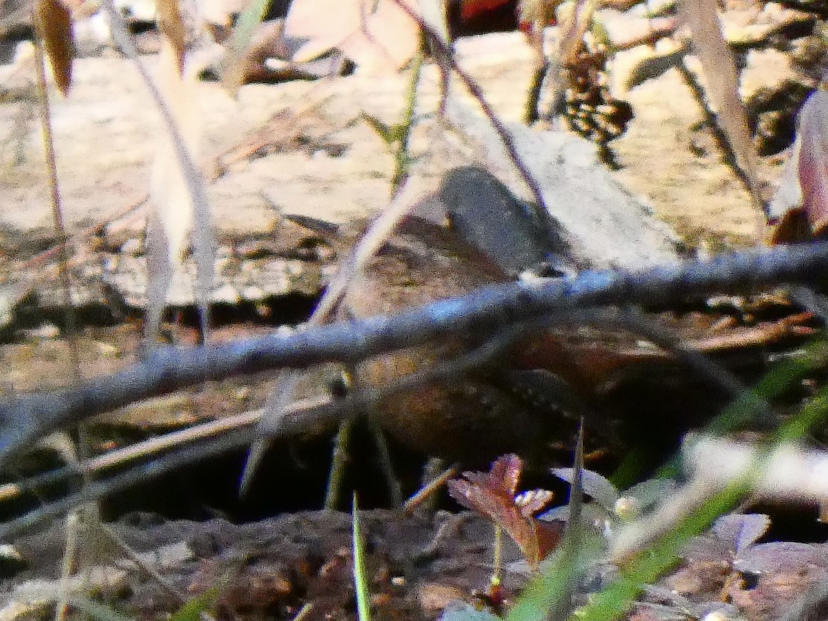 Troglodyte des forêts - ML615290155