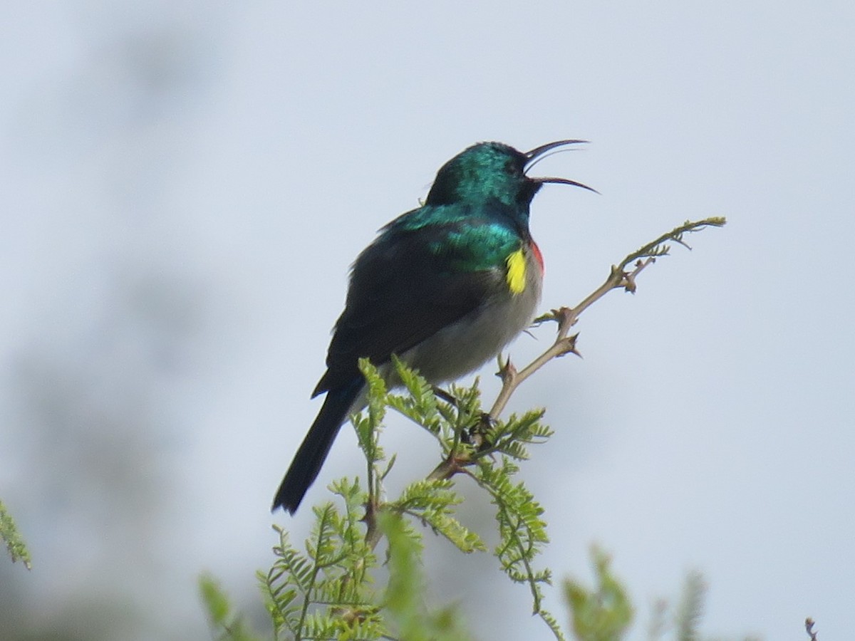 Southern Double-collared Sunbird - ML615290169