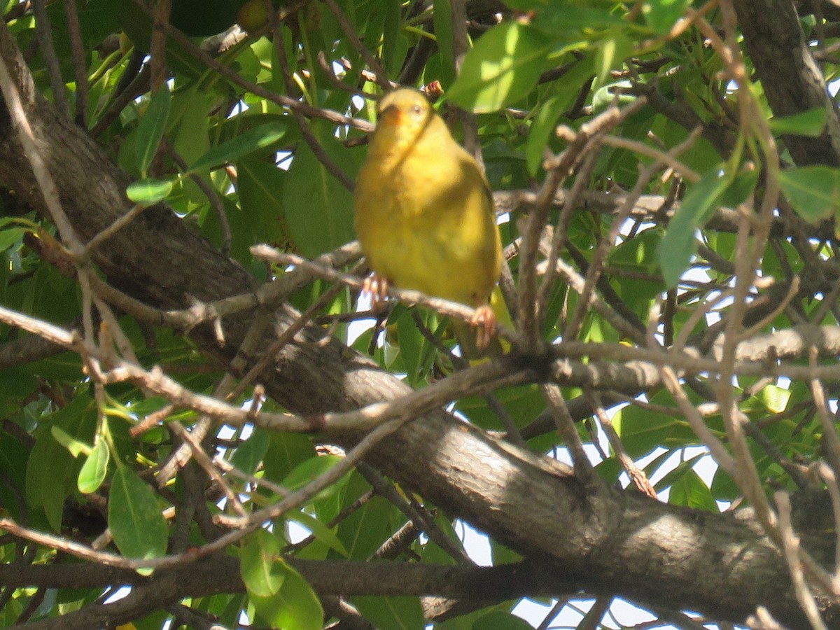 Cape Weaver - Gareth Bain