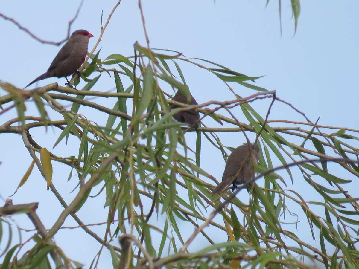 Common Waxbill - ML615290190