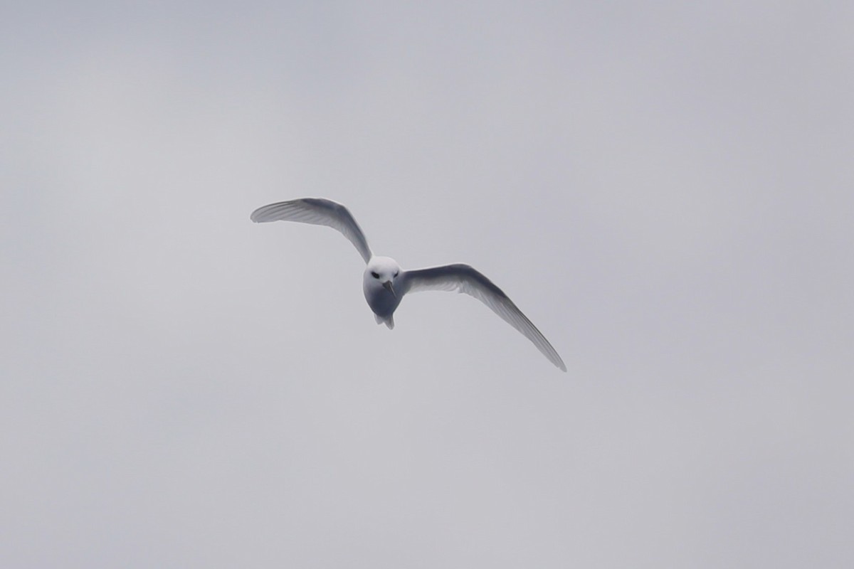 White Tern - ML615290191