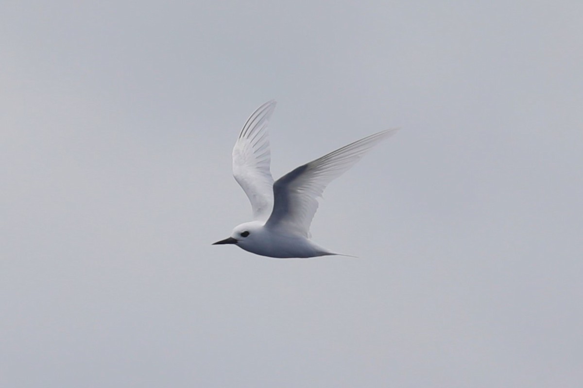 White Tern - ML615290193