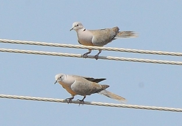 Eurasian Collared-Dove - ML615290204