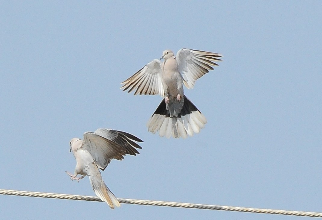 Eurasian Collared-Dove - JOE M RAJA