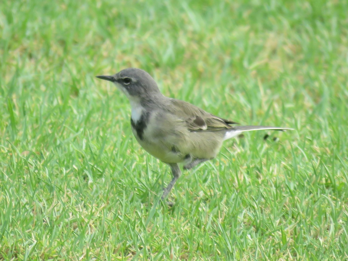 Cape Wagtail - ML615290211