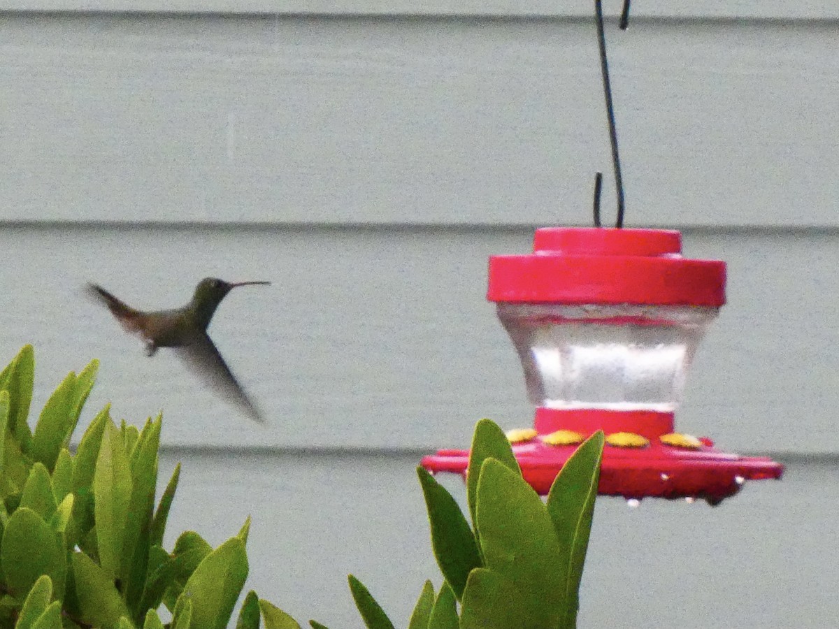 Buff-bellied Hummingbird - ML615290220