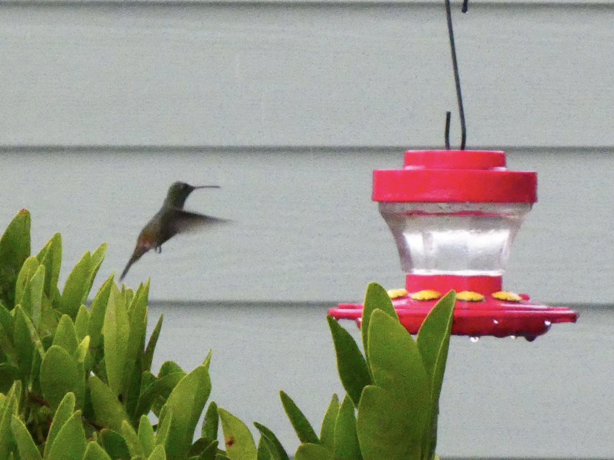 Buff-bellied Hummingbird - ML615290221
