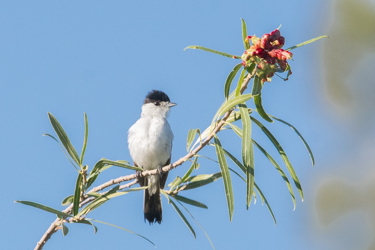 White-naped Xenopsaris - Claudio Martin