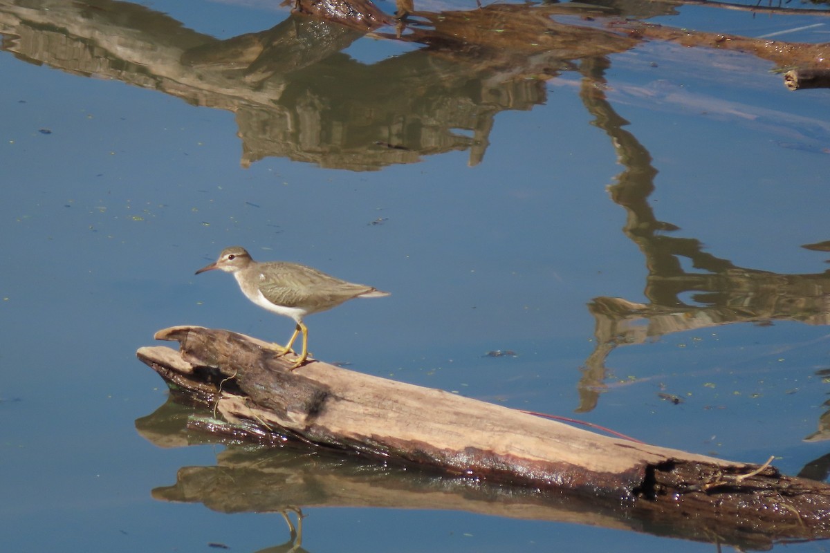 Spotted Sandpiper - ML615290294