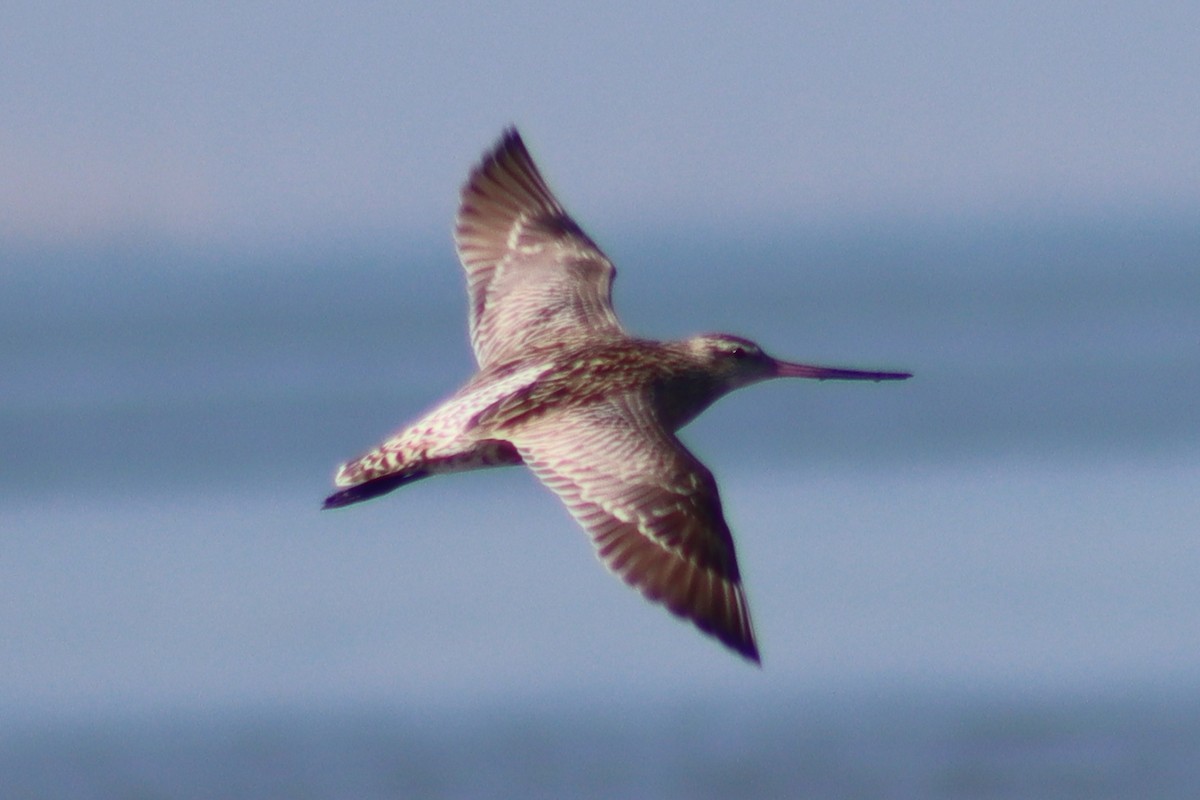 Bar-tailed Godwit - ML615290311