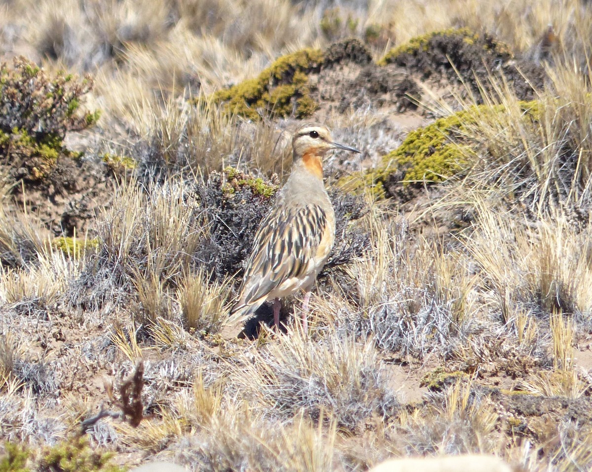 Tawny-throated Dotterel - Carlos Schmidtutz