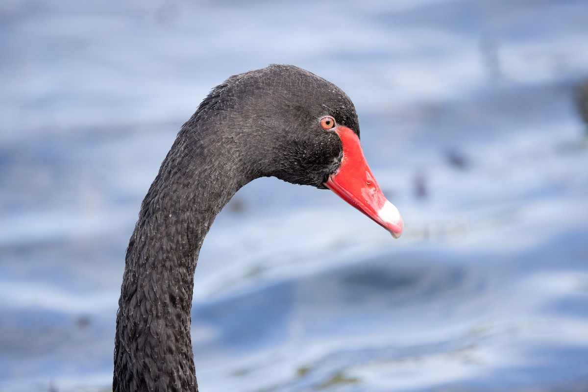 Black Swan - ML615290397