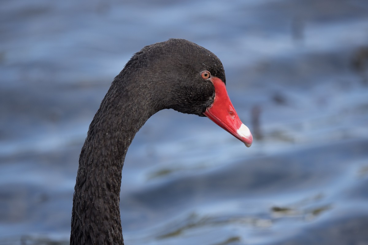 Black Swan - ML615290398