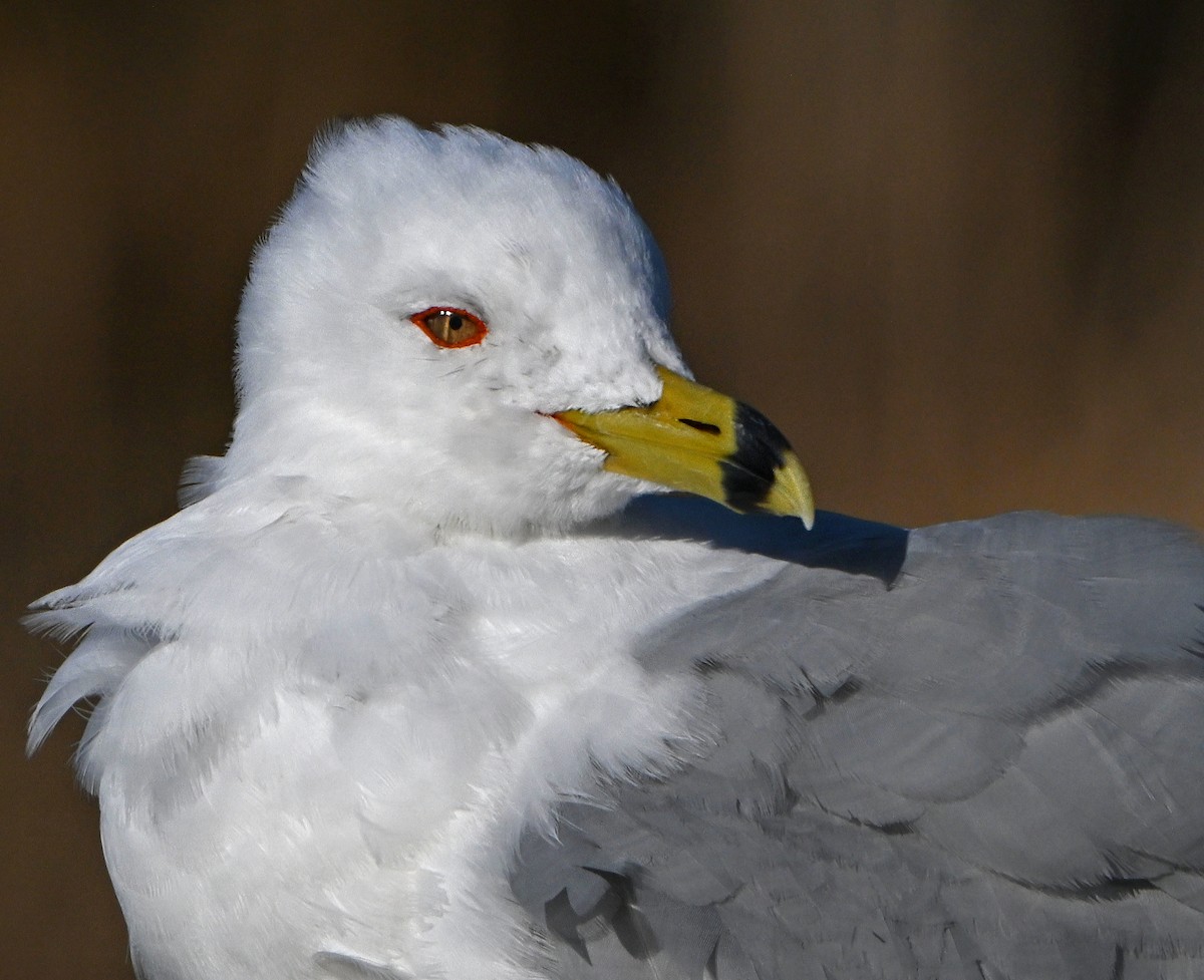 Ring-billed Gull - ML615290426