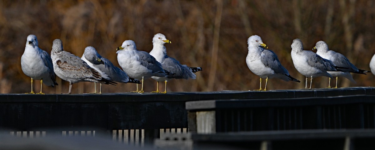 Ring-billed Gull - ML615290427