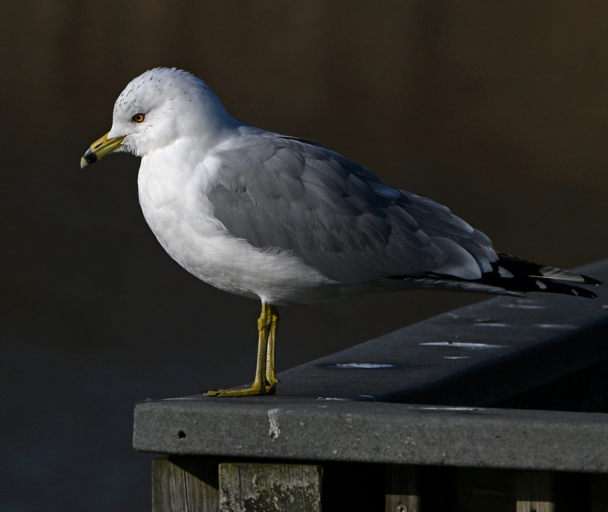 Ring-billed Gull - ML615290428