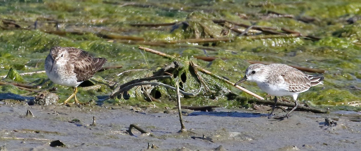 Least Sandpiper - ML615290433