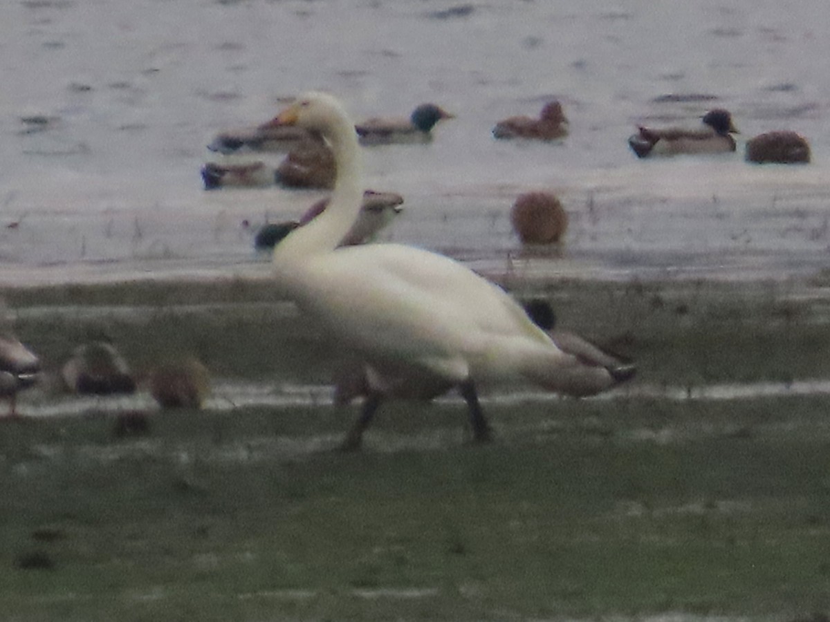 Whooper Swan - ML615290434