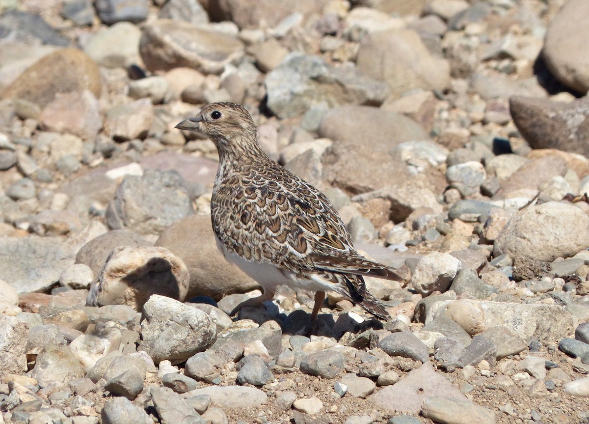 Least Seedsnipe - ML615290436