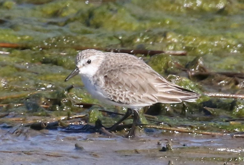 Semipalmated Sandpiper - ML615290445