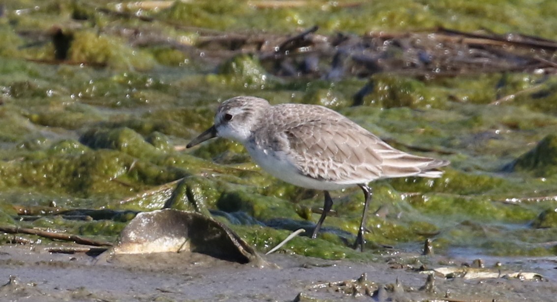 Semipalmated Sandpiper - ML615290447