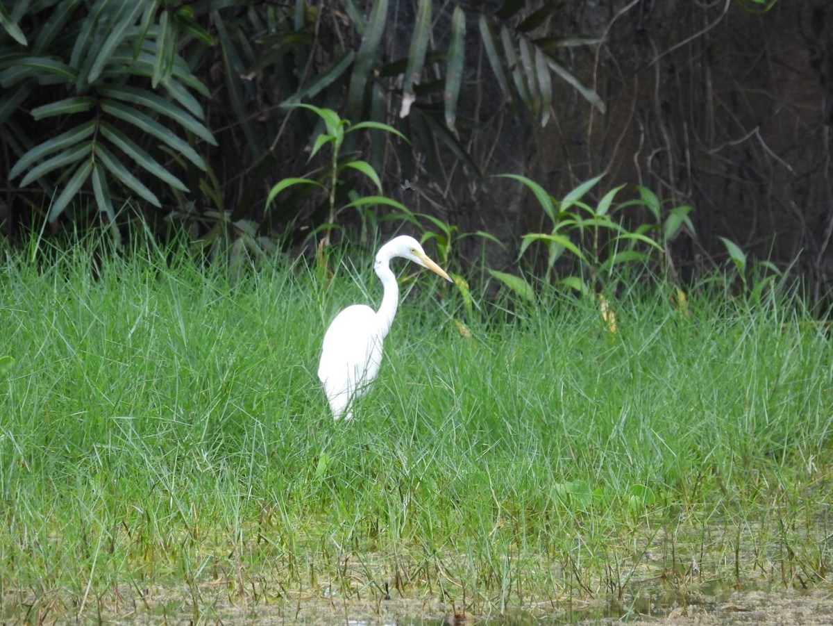 Medium Egret - ML615290454
