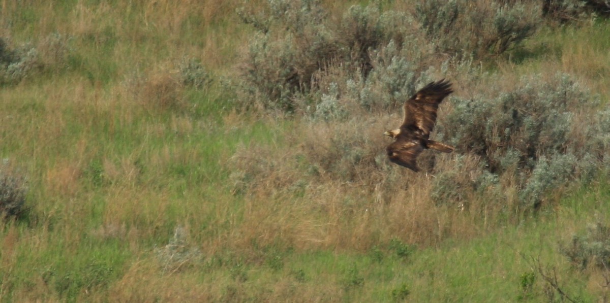 Águila Real - ML615290496