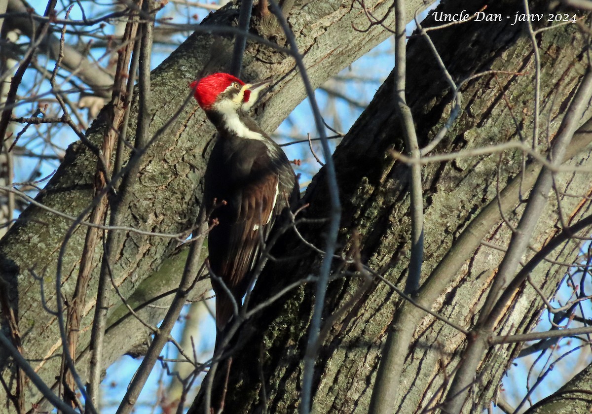 Pileated Woodpecker - ML615290500