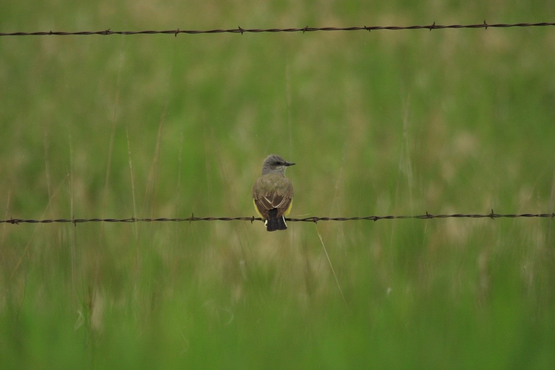 Western Kingbird - ML615290502