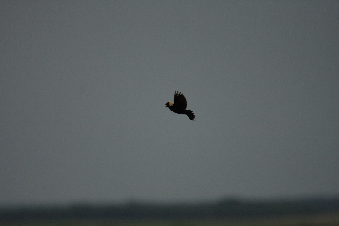 bobolink americký - ML615290527