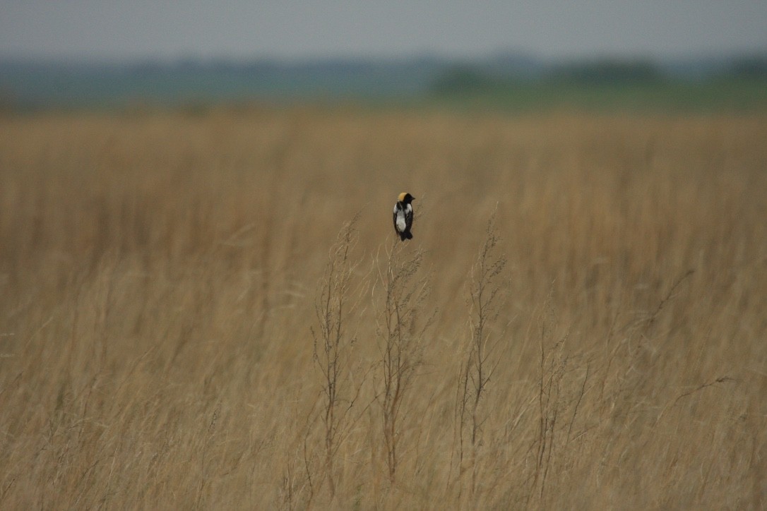 bobolink - ML615290528