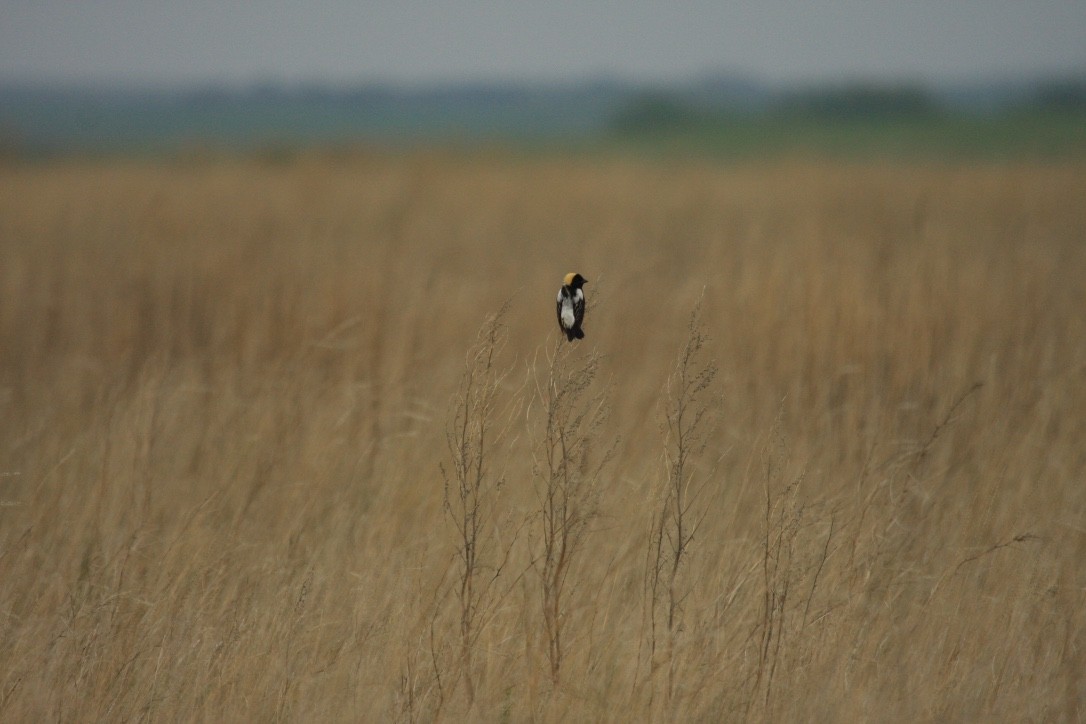 Bobolink - Eli Philip