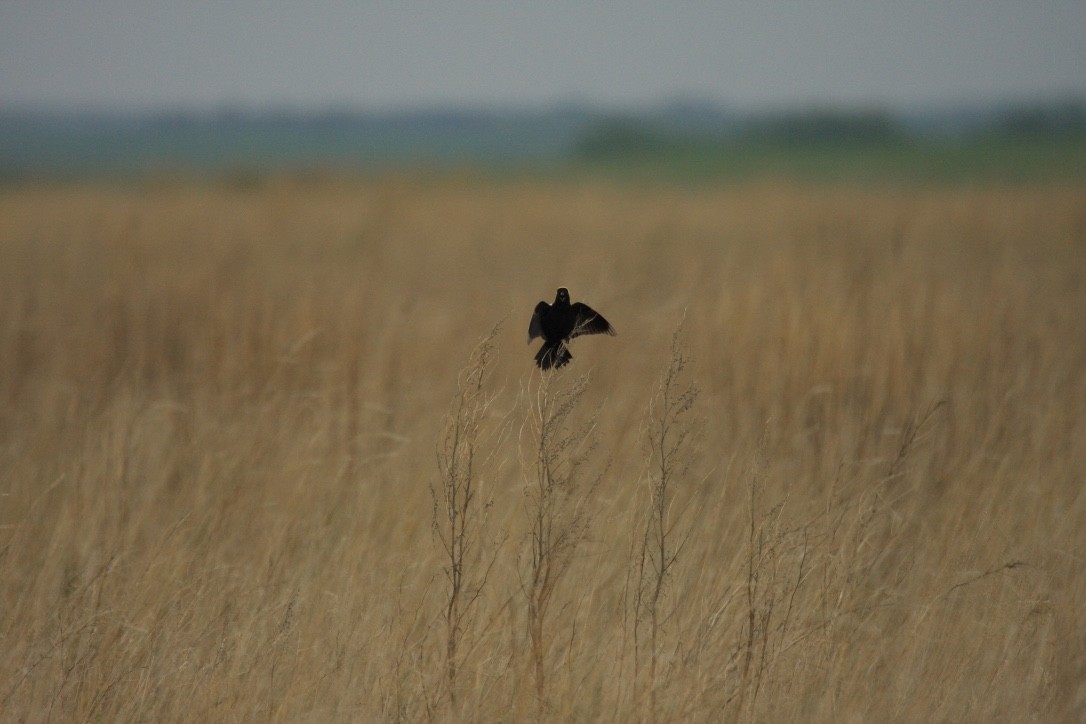 bobolink americký - ML615290529