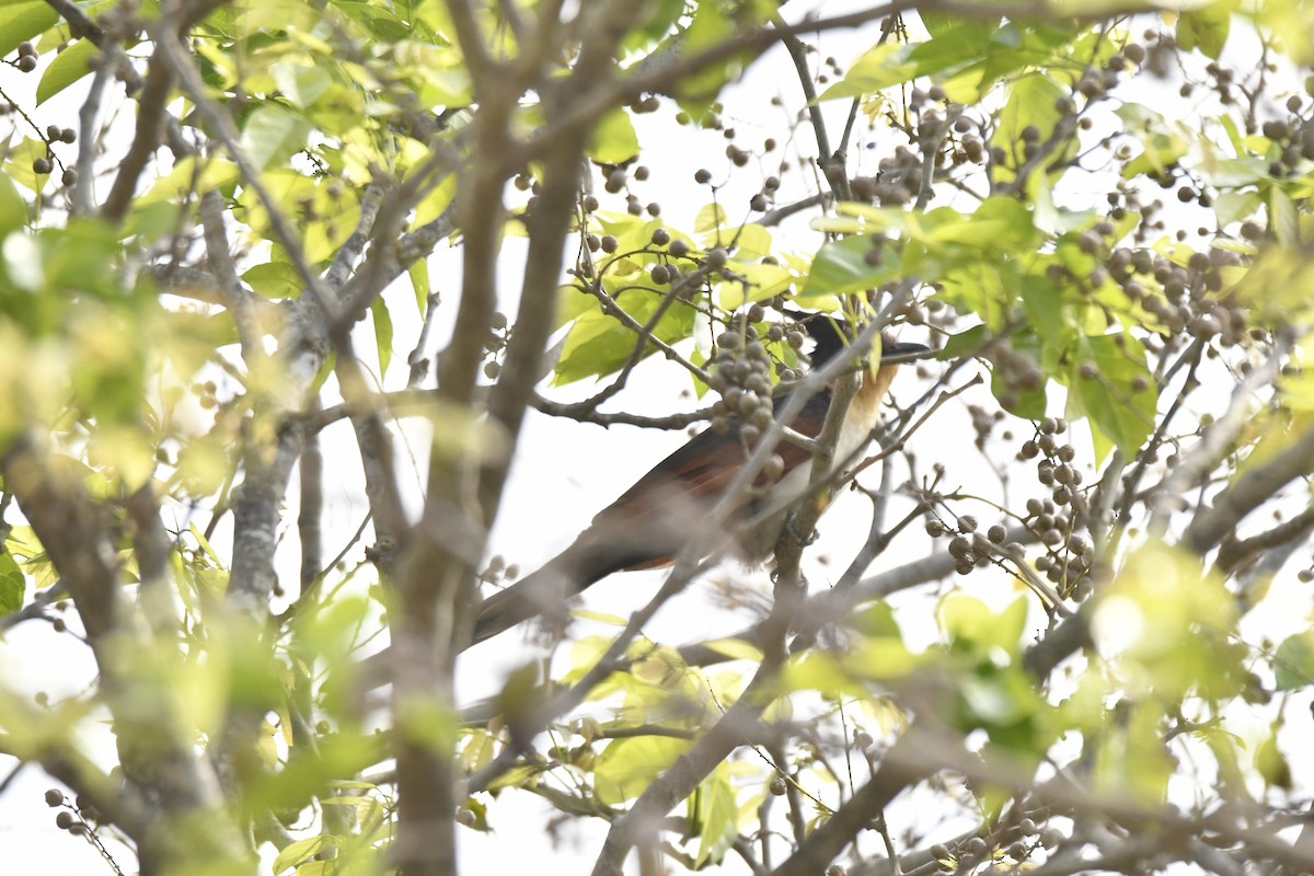 冠郭公 - ML615290530