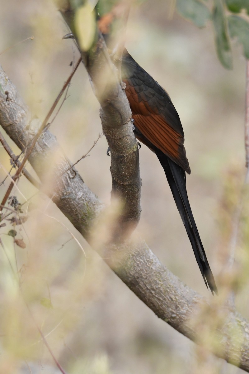 冠郭公 - ML615290534