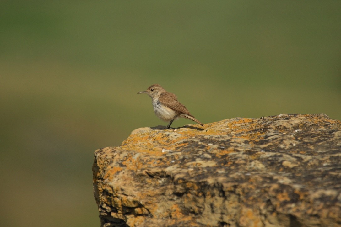 Rock Wren - ML615290537