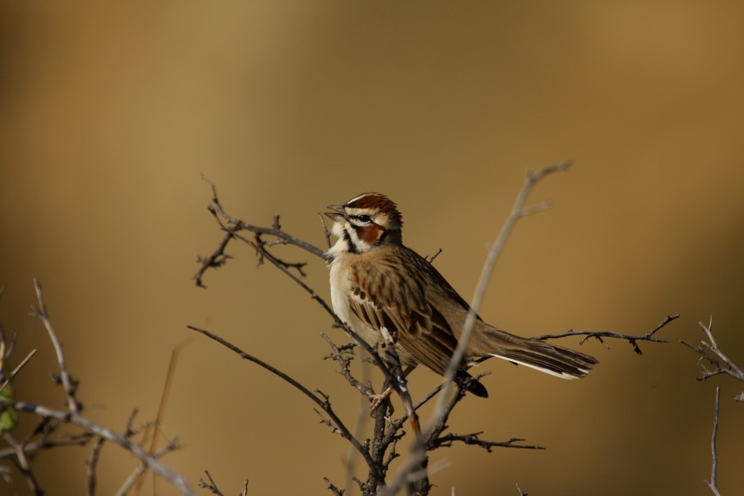 Lark Sparrow - ML615290539