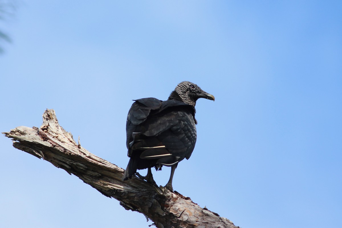 Black Vulture - ML615290544