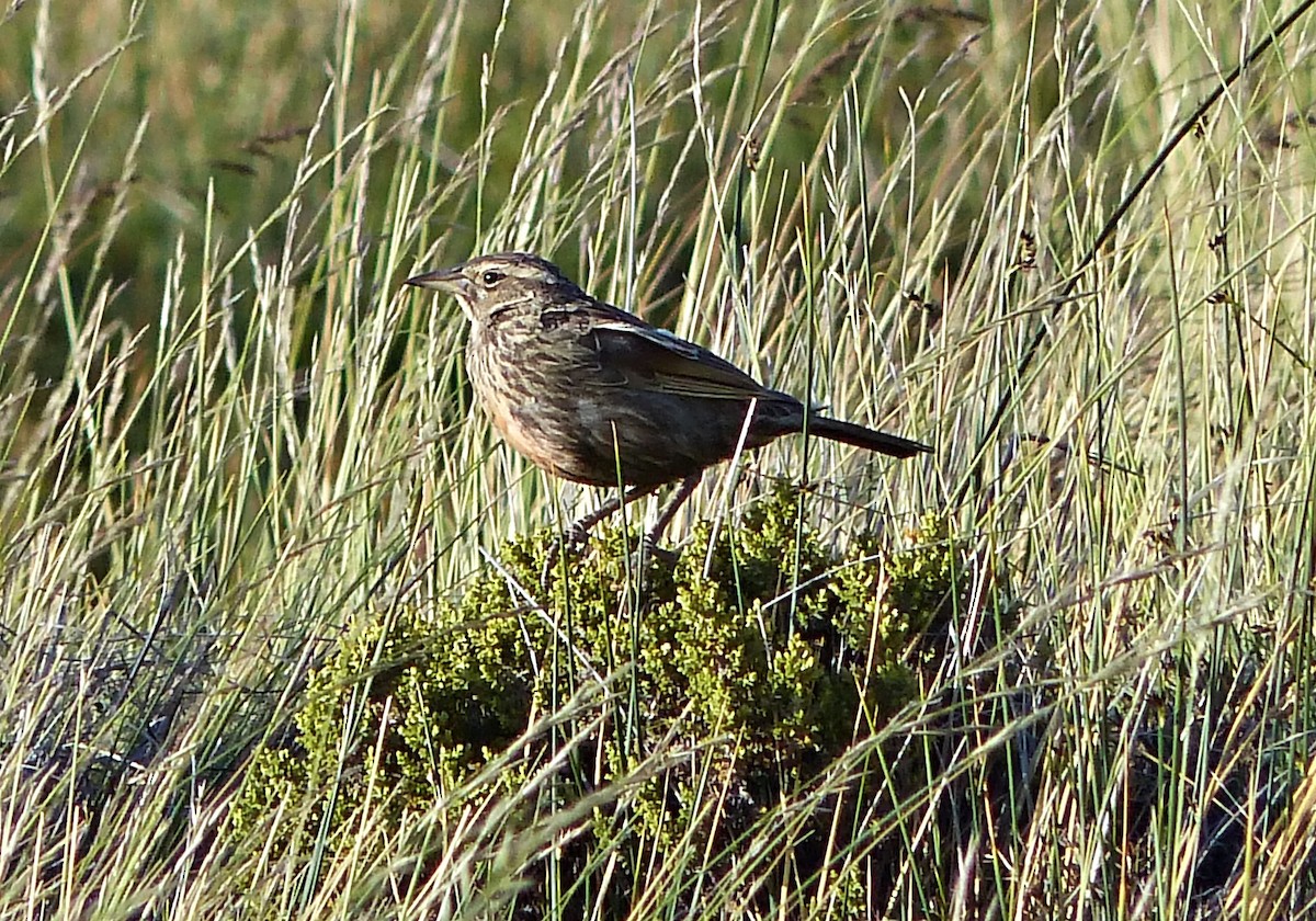 Long-tailed Meadowlark - ML615290611