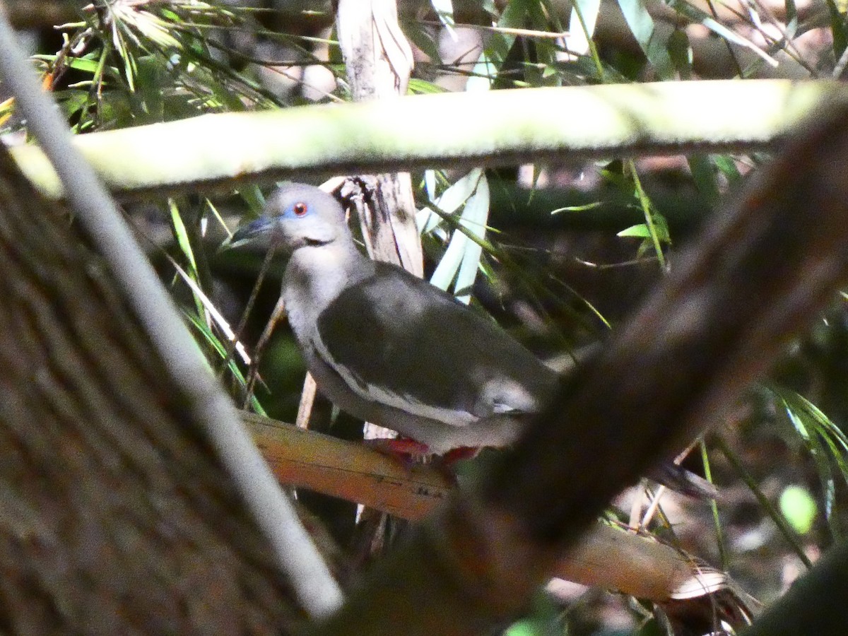 White-winged Dove - ML615290649