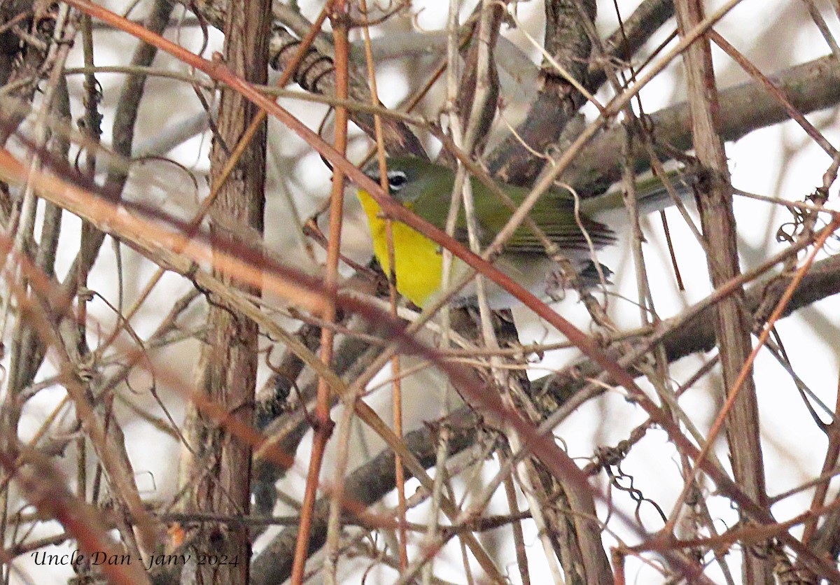 Yellow-breasted Chat - ML615290674