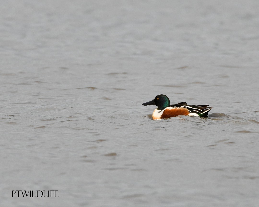 Northern Shoveler - ML615290730