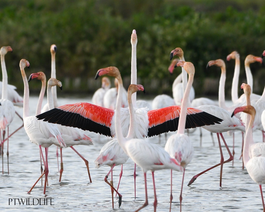 Greater Flamingo - ML615290732