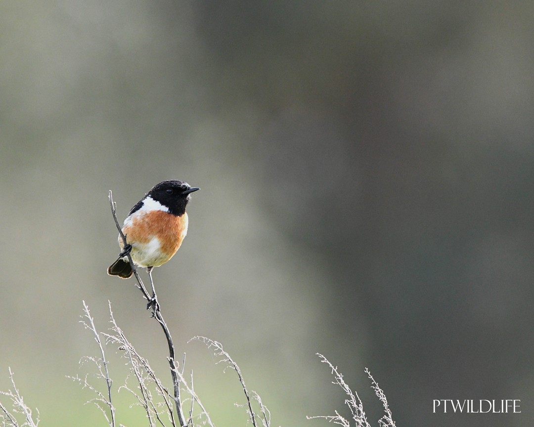 European Stonechat - ML615290750