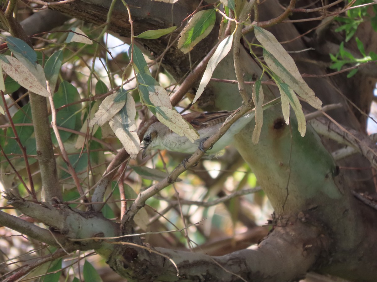 Red-backed Shrike - ML615290787