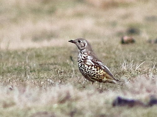 Mistle Thrush - ML615290817