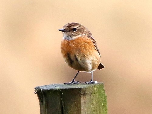 European Stonechat - ML615290832