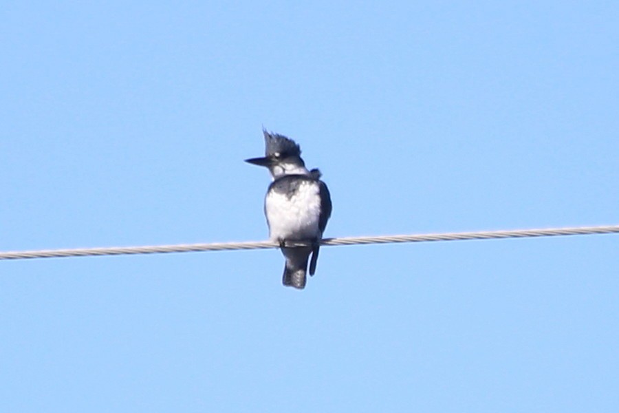 Belted Kingfisher - ML615290833